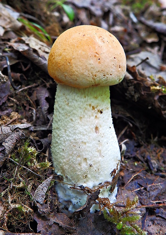 kozák osikový Leccinum albostipitatum den Bakker & Noordel.