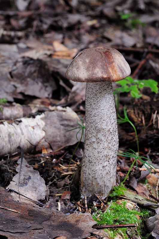 kozák brezový Leccinum scabrum (Bull.) Gray