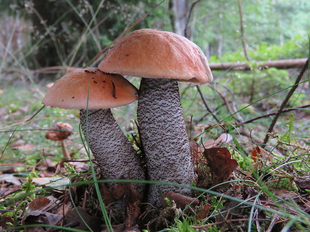 kozák žltooranžový Leccinum versipelle (Fr. & Hök) Snell