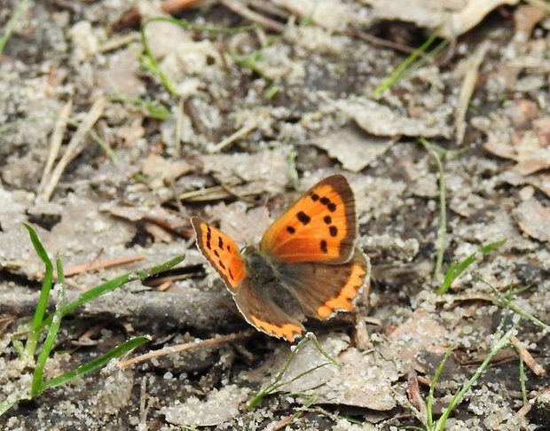 ohniváček černokřídlý Lycaena phlaeas