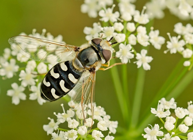 pestrica hrušková Scaeva pyrastri