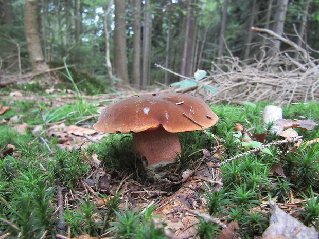 hríb zrnitohlúbikový Sutorius luridiformis (Rostk.) G. Wu & Zhu L. Yang