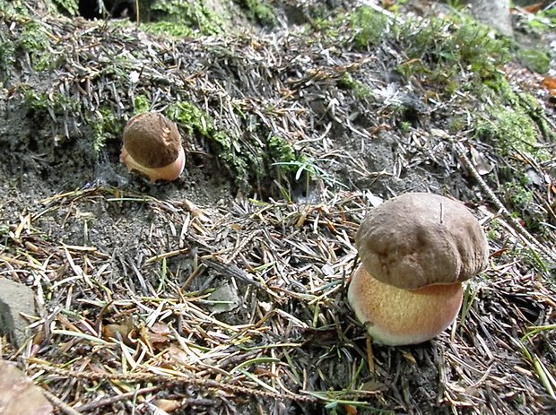 hríb zrnitohlúbikový Sutorius luridiformis (Rostk.) G. Wu & Zhu L. Yang