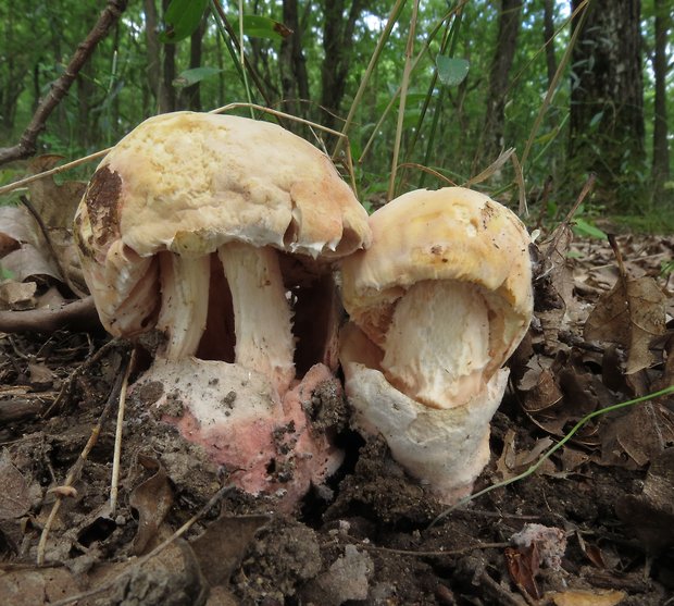 muchotrávka cisárska Amanita caesarea (Scop.) Pers.