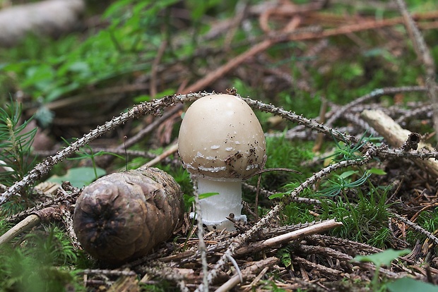 muchotrávka tigrovaná Amanita pantherina (DC.) Krombh.