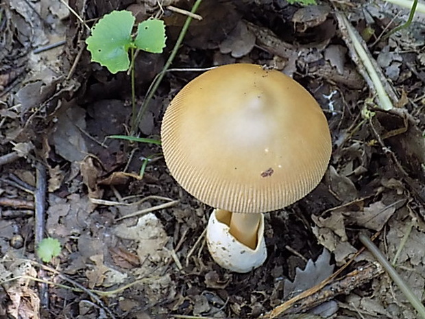 muchotrávka Amanita sp.