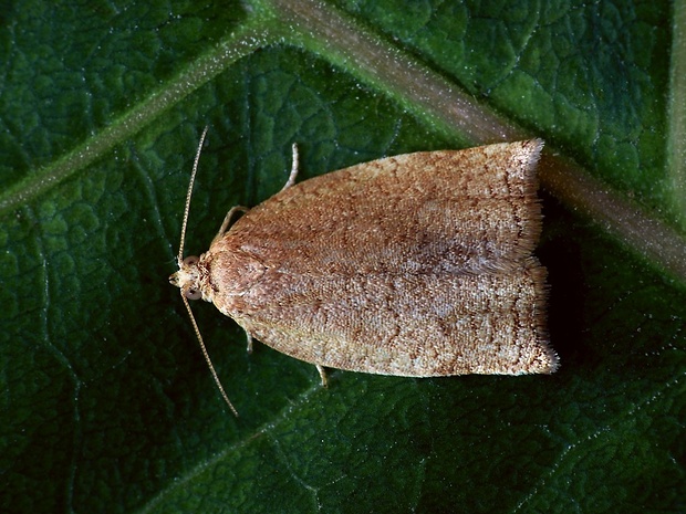 obaľovač hnedastý (sk) / obaleč růžový (cz) Archips rosana Linnaeus, 1758