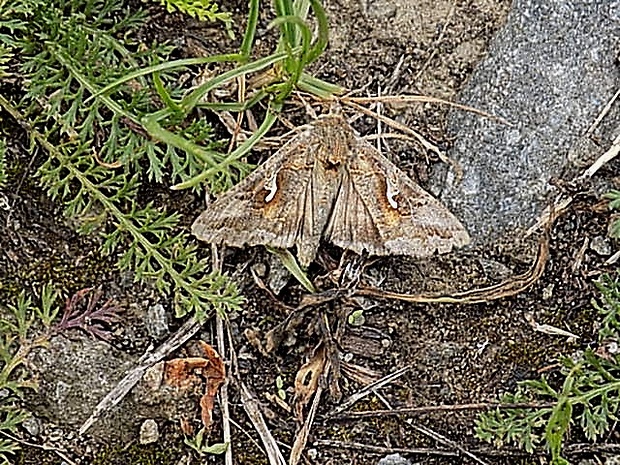 mora gama Autographa gamma