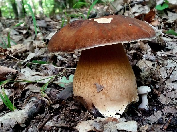 Hríb bronzový Boletus aereus Bull. ex Fr.