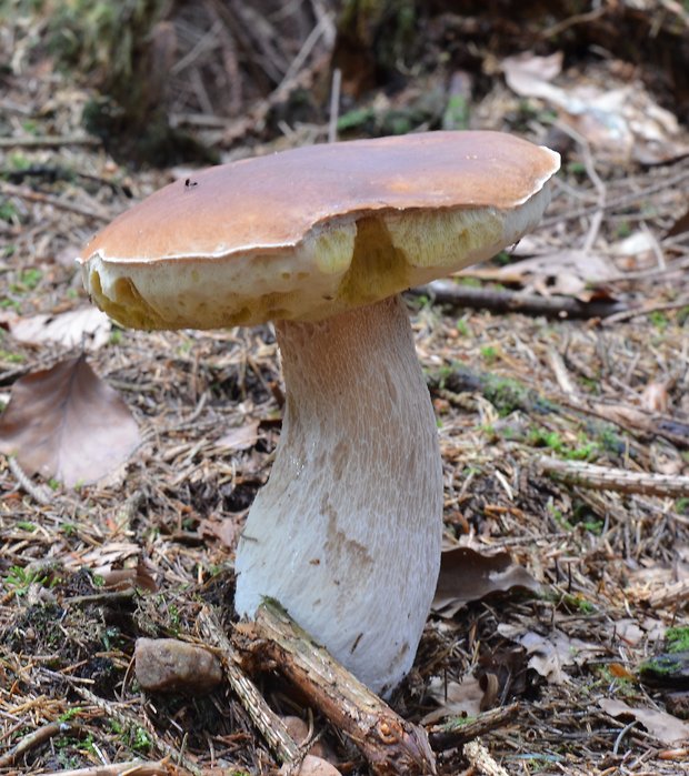 hríb smrekový Boletus edulis Bull.