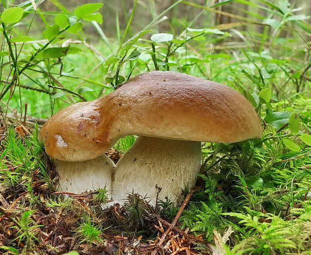 hríb smrekový Boletus edulis Bull.