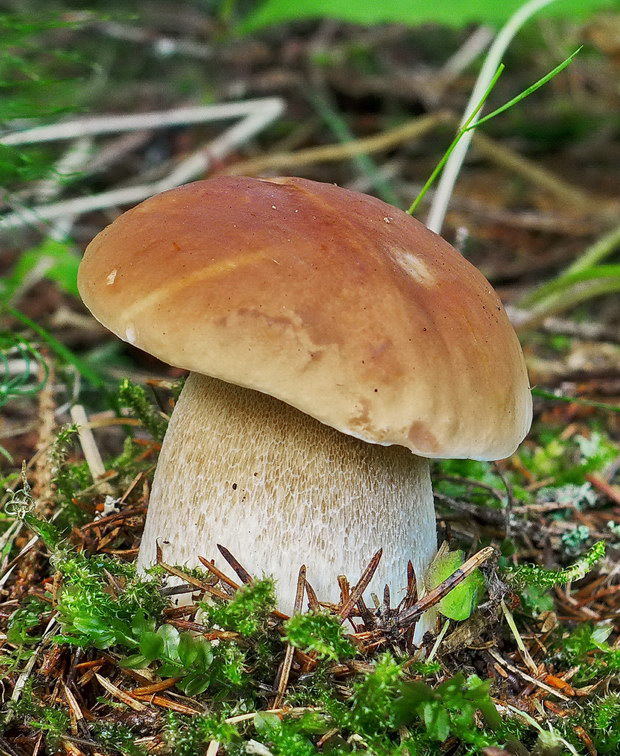 hríb smrekový Boletus edulis Bull.