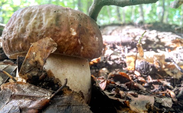 hríb dubový Boletus reticulatus Schaeff.