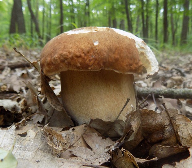 hríb dubový Boletus reticulatus Schaeff.