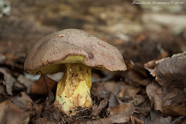 hríb príveskatý Butyriboletus appendiculatus (Schaeff. ex Fr.) Secr.