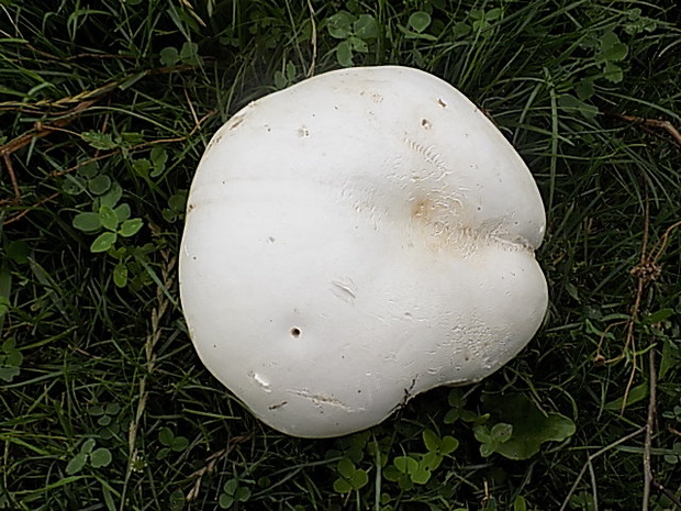 vatovec obrovský Calvatia gigantea (Batsch) Lloyd