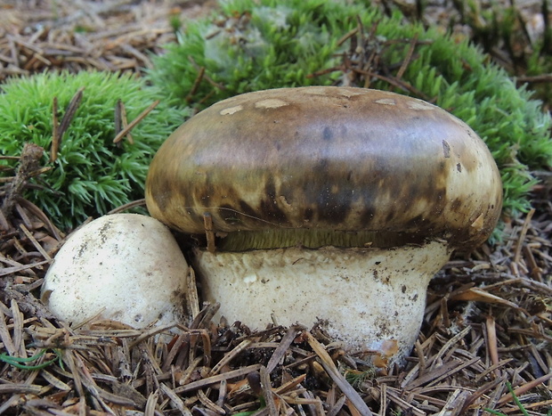 náramkovka cisárska Catathelasma imperiale (P. Karst.) Singer