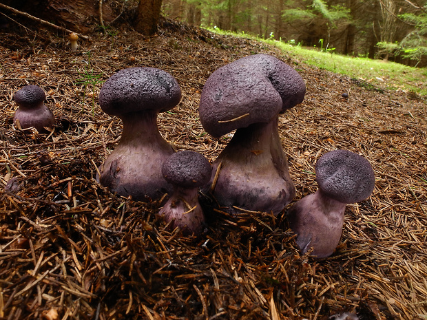 pavučinovec Cortinarius sp.