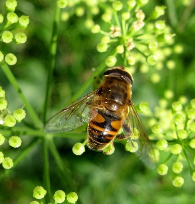 trúdovka obyčajná Eristalomyia tenax L.