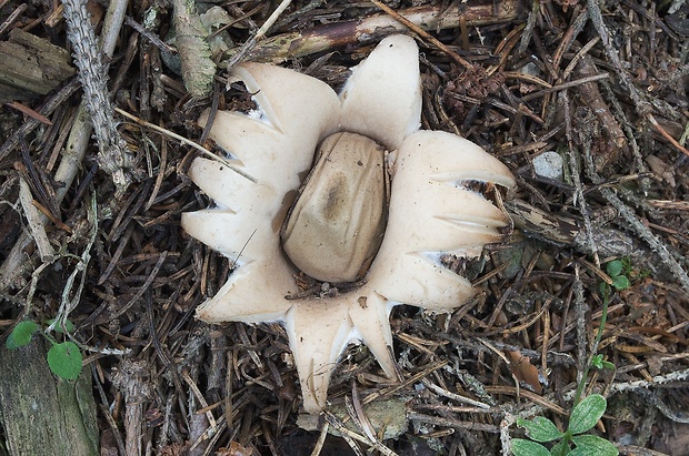 hviezdovka strapkatá Geastrum fimbriatum Fr.