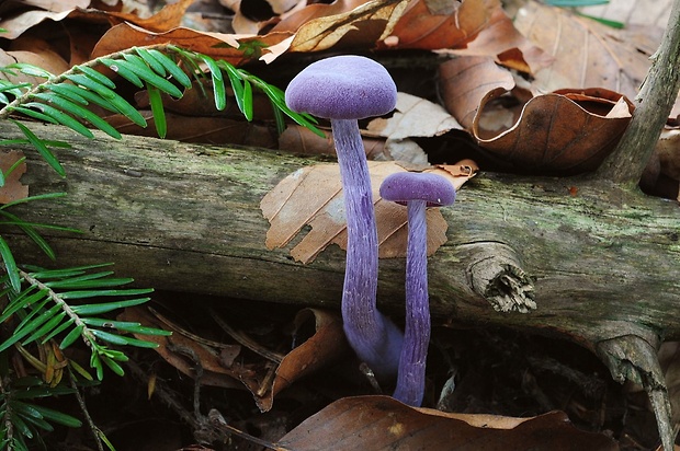 lakovka ametystová Laccaria amethystina (Huds.) Cooke