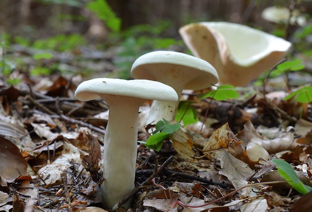 rýdzik korenistý Lactarius piperatus (L.) Pers.