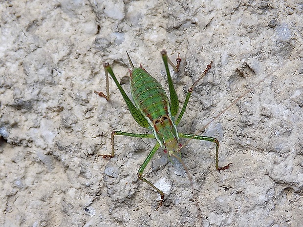 kobylka  Leptophyes abovittata