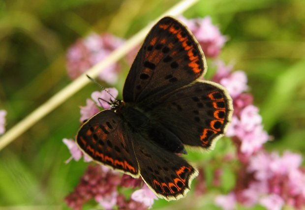 ohniváčik čiernoškvrnný   Lycaena tityrus