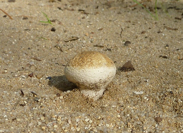 prášnica žltohnedá Lycoperdon lividum?