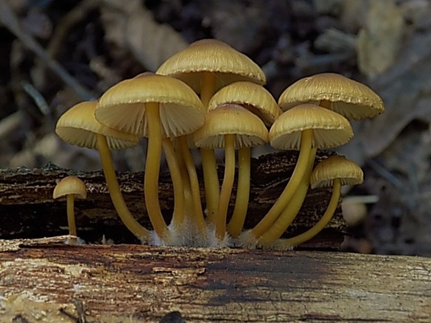 prilbička žltohlúbiková Mycena renati Quél.