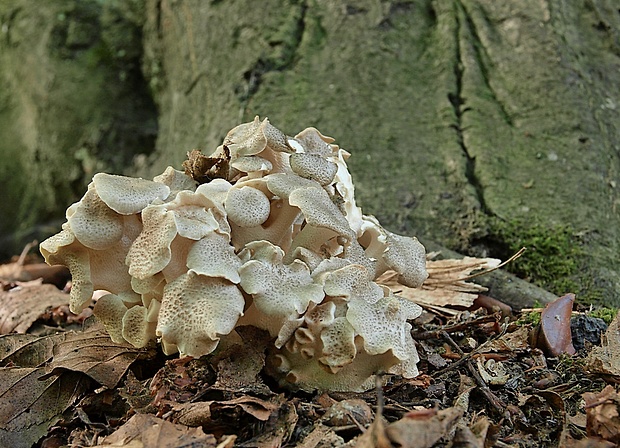 trúdnik klobúčkatý Polyporus umbellatus (Pers.) Fr.