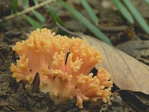 strapačka lososovoružová Ramaria subbotrytis (Coker) Corner