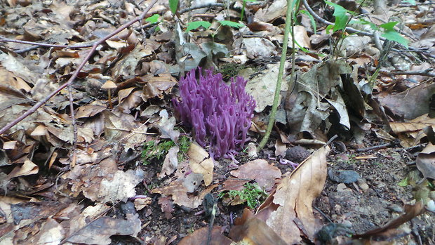 pastrapačka fialová Ramariopsis pulchella (Boud.) Corner