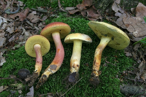 suchohríb marhuľovožltý Rheubarbariboletus armeniacus (Quél.) Vizzini, Simonini & Gelardi