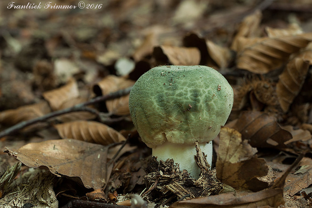 plávka zelenkastá Russula virescens (Schaeff.) Fr.