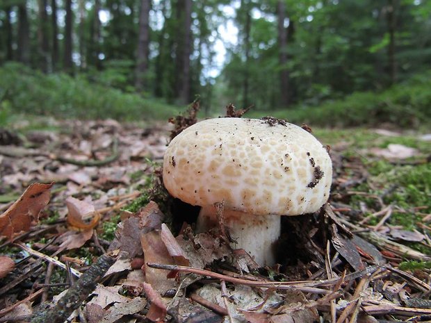 plávka zelenkastá Russula virescens (Schaeff.) Fr.