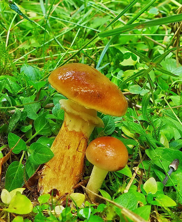 masliak smrekovcový Suillus grevillei (Klotzsch) Singer