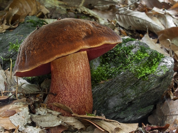 hríb zrnitohlúbikový Sutorius luridiformis (Rostk.) G. Wu & Zhu L. Yang