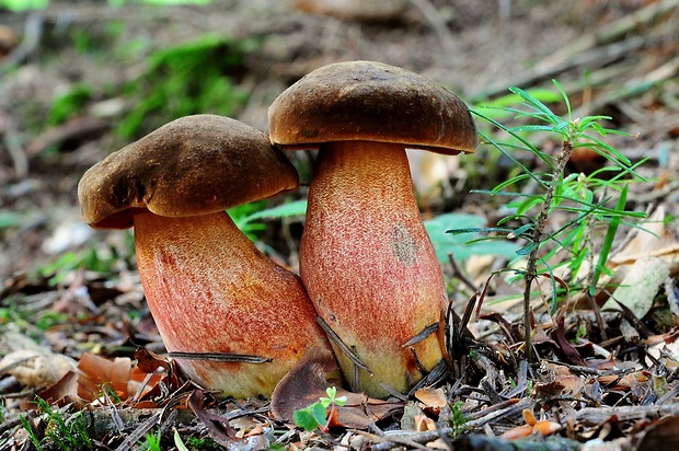 hríb zrnitohlúbikový Sutorius luridiformis (Rostk.) G. Wu & Zhu L. Yang