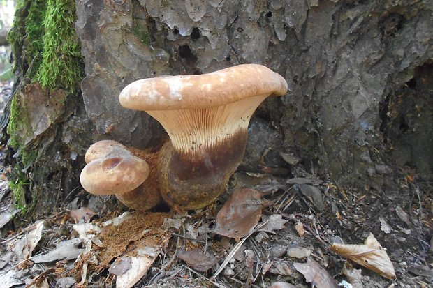 čechračka tmavohlúbiková Tapinella atrotomentosa (Batsch) Šutara