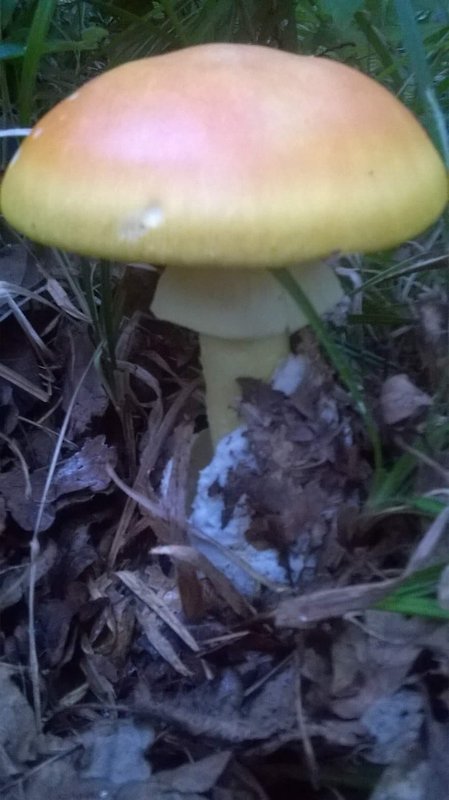 muchotrávka cisárska Amanita caesarea (Scop.) Pers.