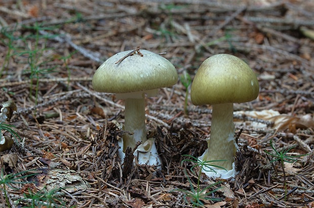 muchotrávka zelená Amanita phalloides (Vaill. ex Fr.) Link