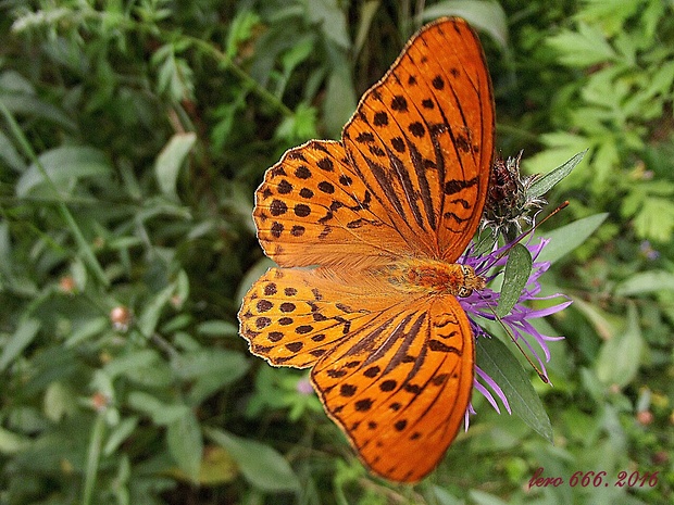 perlovec striebristopásavý Argynnis paphia (Letell.) Della Maggiora & Trassinelli