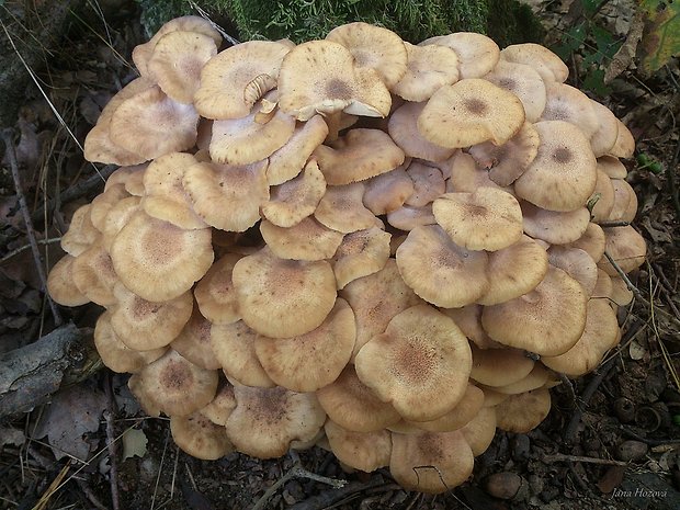 podpňovka bezprsteňová Armillaria socialis (DC.) Fayod