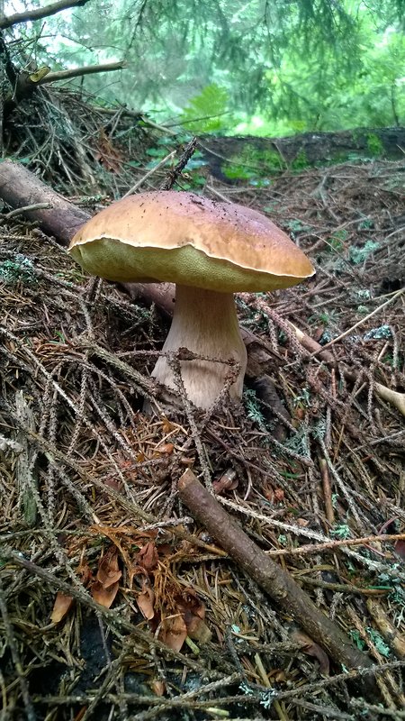 hríb smrekový Boletus edulis Bull.