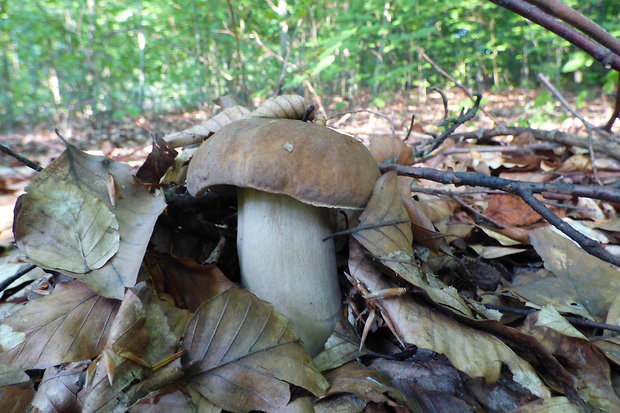 hríb dubový Boletus reticulatus Schaeff.