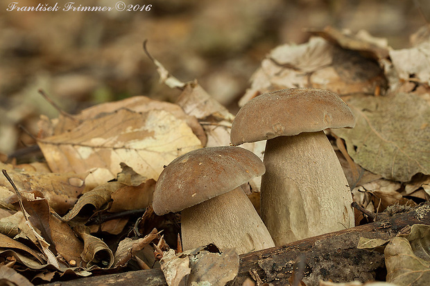 hríb dubový Boletus reticulatus Schaeff.