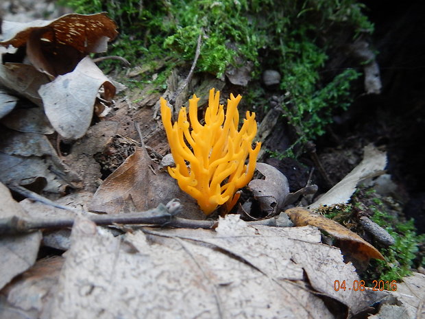 parôžkovec lepkavý Calocera viscosa (Pers.) Fr.