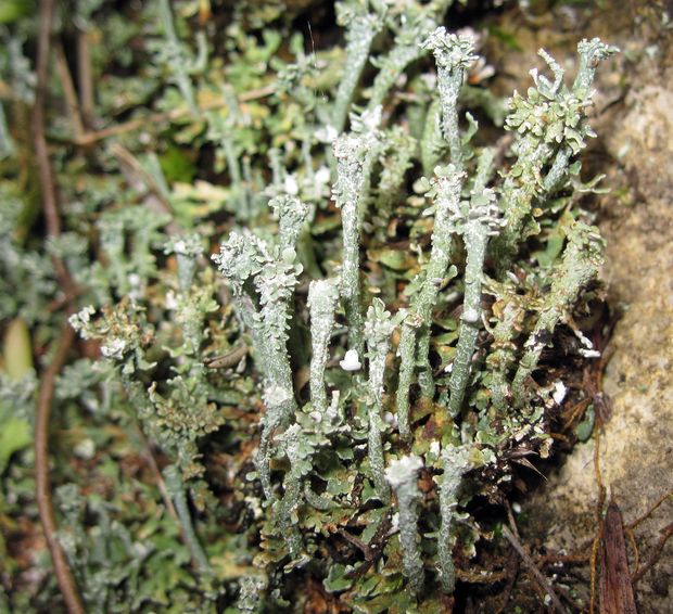 dutohlávka maďarská Cladonia magyarica Vain. ex Gyeln.