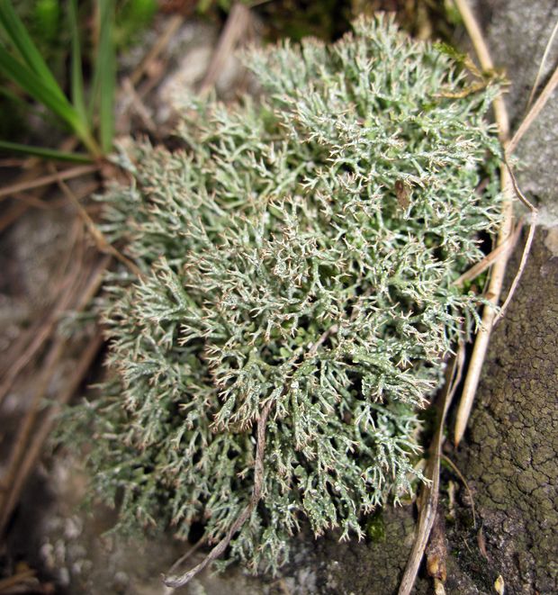 dutohlávka rozkonárená Cladonia rangiformis Hoffm.